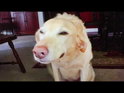 Animals Are Born Comedians 😂 Funniest ANIMAL Videos