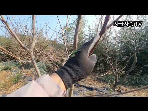 감나무 동계 전정. 대한 추위가 지나고 시작 #동계전정 #감나무 #대한