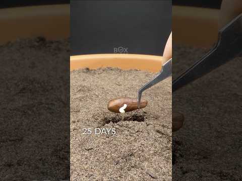 Date Palm Time-lapse - visit boxlapse.info for stuff i use in my videos