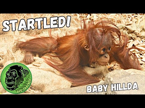 Baby Orangutan Gets Startled