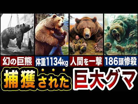 恐怖!!捕獲された巨大グマたちが化け物すぎる…!!巨大クマランキングTOP5【ゆっくり解説】