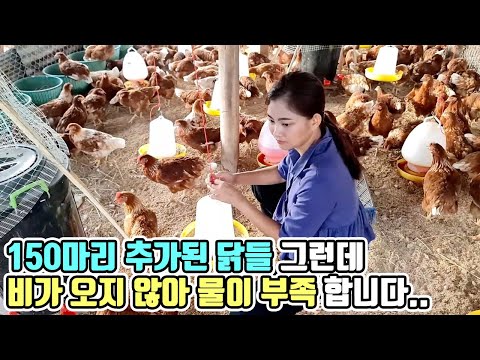 150마리 추가로 닭이 왔는데 비가 오지 않아서 매일 물 배달 가야하는 상황