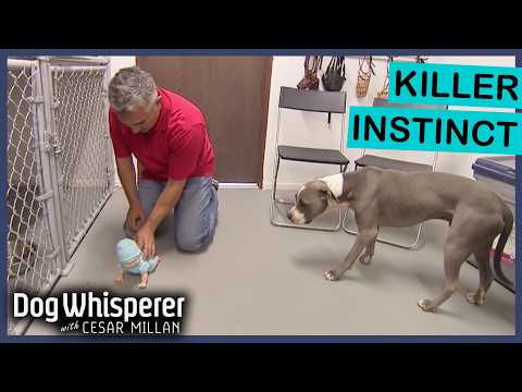 High-Risk Pit Bull Has Dangerous Fear Of Children | Dog Whisperer With Cesar Millan