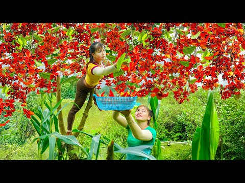 TIMELAPSE -- Harvest Giant Red Wild SANG Fruits 1.5Kg Each Fruit, Go to Market Sell & Take Care Duck