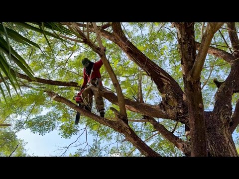 Cưa cây còng siêu to ,  Ngã nghiêng vào nhà , Ở gần chợ cây mít . Cưa cây kỷ thuật cao 