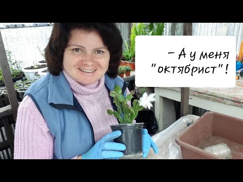 Размножаю зигокактус. Внеплановое цветение!