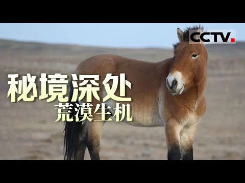 《秘境深处》荒漠生机：普氏野马拥有超绝耐力 沙蜥的保护色让它和沙漠融为了一体！ 【CCTV纪录】