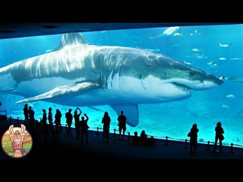 LES 10 PLUS GRANDS REQUINS DU MONDE | Lama Faché