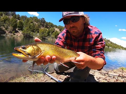 BROOK TROUT CATCH N’ COOK!! (Fly Fishing)