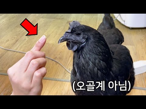 당신이 '닭'에서 보지 못한 부위들 ㄷㄷ