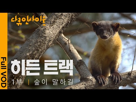 ✨최초공개✨오대산 ‘담비’의 육아일기! 작고 귀엽지만 우리나라 산림 생태계에서 최상위 포식자? | 1편 숲이 말하길 | 다큐인사이트 - 히든트랙 | KBS 2023.12.14 방송