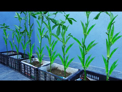 How To Grow Okra In Containers At Home & Tips For Identifying Harvestable Okra | A - Z For Beginners
