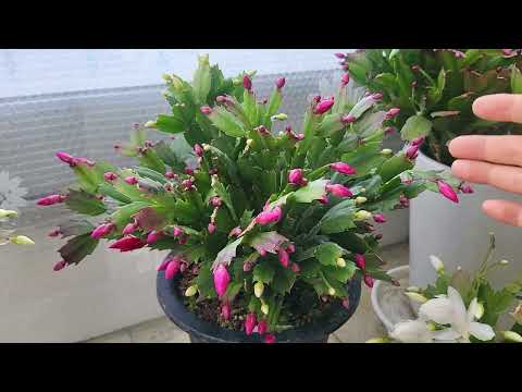 Crab cactus // When it blooms // If you don't give it this // (wrinkle) (gurgle gurgle) it will e...