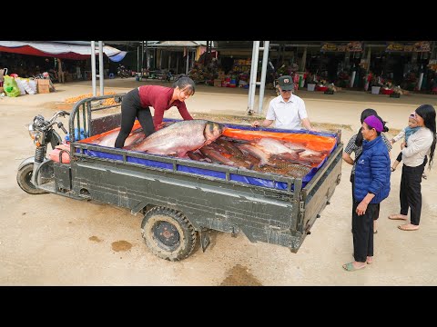 Farmers Pulling Nets Harvest Many Big Fish - Use Truck To Buy Lots Of Big Fish Go To Market Sell