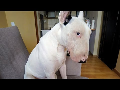 FUNNIEST Bull Terrier DOGS Proves Everyone Wrong About His Breed 😂