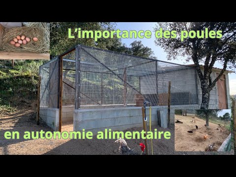 l'importance des poules en autonomie alimentaire