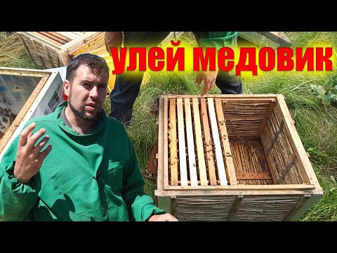 Пчёлы на главном взятке. Как подготовить пасеку. Делаем семью медовик