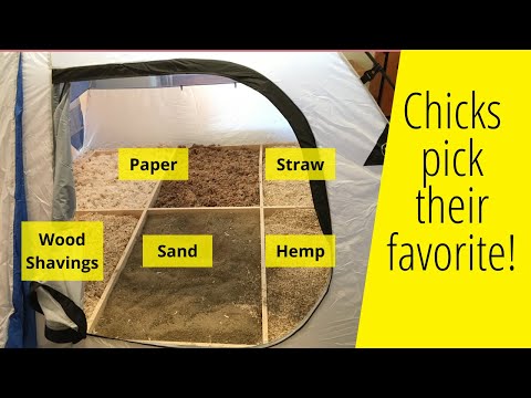 5 chick brooder beddings tested - Here's the best!