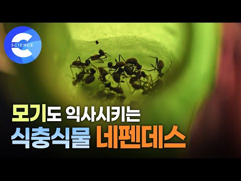 경이로운 식물 진화의 끝판왕! 박쥐와 두더지까지 유혹하는 네펜데스의 생존 전략은?