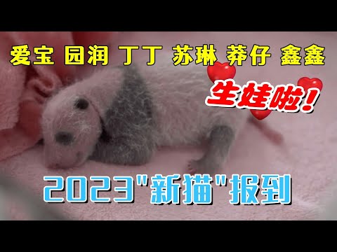 园润生娃，"三狗”降生。2023新“猫”报到：爱宝、园润、丁丁、苏琳、莽仔、鑫鑫的生娃故事