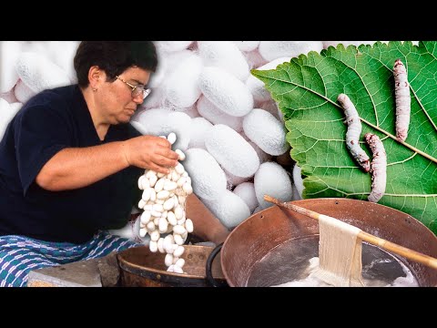 Silk. This is how the silk thread is obtained and elaborated from the breeding of the worms