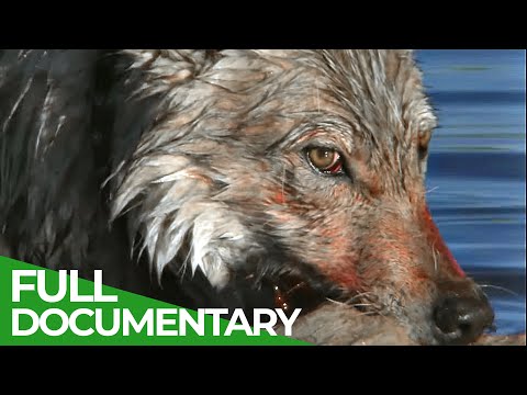 White Wolf - Life & Death of the Hayden Valley Pack | Part 1 | Free Documentary Nature