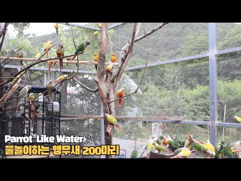 더운여름 물놀이하는 코뉴어들 #birds #parrot #conure