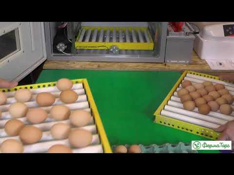 Сравниваем 4 модели инкубаторов. 3-я серия