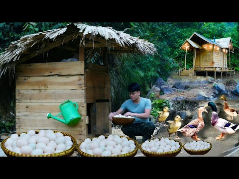 From Duckling to Chow: A Year of Duck Farming for Eggs
