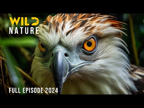 THE PHILIPPINES | Secrets of the Archipelago’s Hidden Creatures | Animal documentary