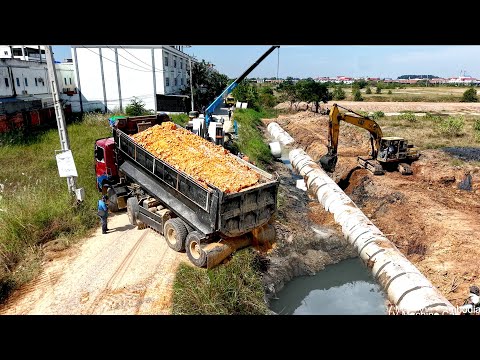 Full Action NEW Remove Trash & Cutting Slope Cleaning Install Huge Sewer Drain Pipe BY KOMATSU D31P