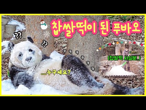 [ep.148] 얼굴이 찹쌀떡이 된 눈탱밤탱 푸모찌 푸바오❄️💕/ 엄마 닮아 귀(?)도 밝은 푸똑똑씨🤶🏻/ 러바오..너 거기서 뭐하는데....🤣/ 에버랜드 판다월드