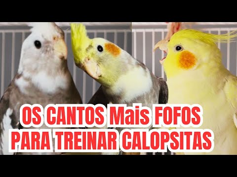 CANTO de CALOPSITA 2 horas de Calopsitas Cantando p/ Ensinar Sua Calopsita Cantar! Calopsita piando