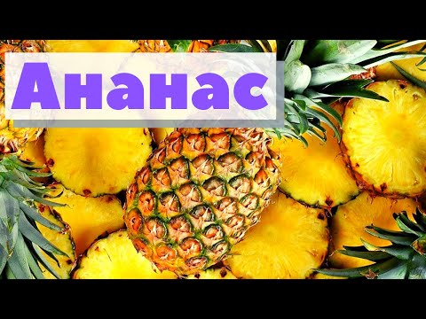 Pineapple. How it`s grown and harvested