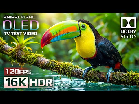 Best 16K HDR 240fps | Stunning Animals in Dolby Vision (Color That Breathes)