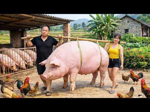 How to build a fence to keep pigs, chickens, going to the market with a tall sign to buy piglets