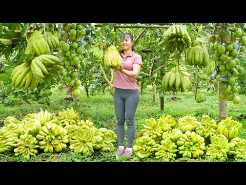 REWIND TIMELAPSE --630 Days Harvest A Lot Of Fruit Go To Market Sell /Phương's Story