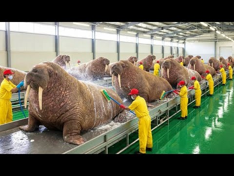 Inside the Walrus Trade - How Arctic Giants Are Harvested for Tusks & Decor