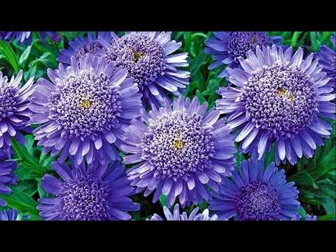 Beautiful drought-resistant plants that are not afraid of the heat!