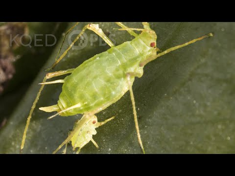 Born Pregnant: Aphids Invade With an Onslaught of Clones | Deep Look
