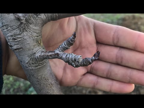 تقليم الإثمار للتفاح والإجاص Taille pommier et poirier - taille trijemme