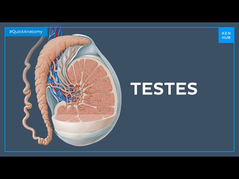 Testes anatomy - Quick Anatomy | Kenhub