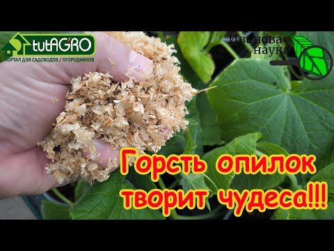 IF I HAD ONLY KNOWN ABOUT THIS METHOD EARLIER, I WOULD ALWAYS GROW SEEDLINGS THIS WAY!