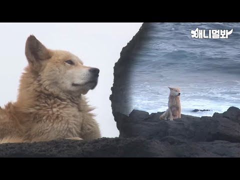Why this stray dog stays on the rocky shore despite the crashing waves..