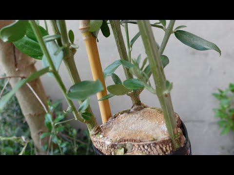 Olive grafting in a crown. Execution and evolution.