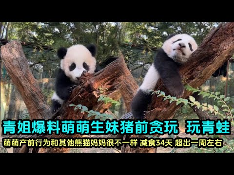 12月4日 妹猪第一次在外场挂在树上睡觉， 青姐讲述萌萌刚生妹猪时的反常行为，把饲养员吓的心惊肉跳#大熊猫 #cutepanda #大熊猫妹猪