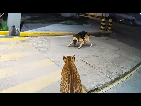 Когда Домашний Питомец Умеет Разговаривать С Дикими Животными