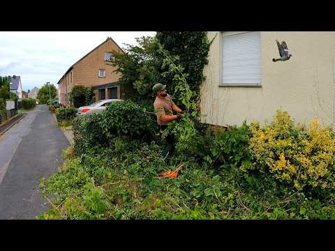 My FALL from the LADDER Was an OMEN That I Shouldn't TRIM the OVERGROWN Ivy