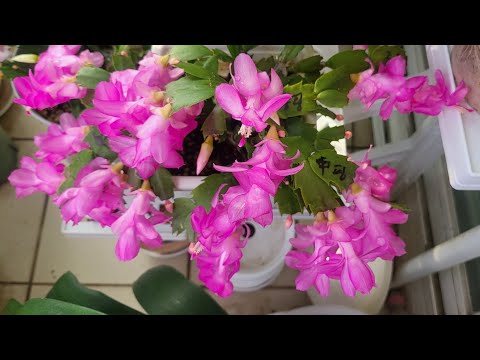 게발,가재발선인장 꽃 피우기/지금부터가 더 중요해요(2가지 비밀)