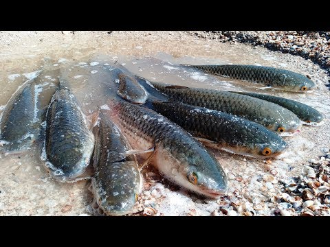 Pelengas is coming !!! Kirillovka 2019